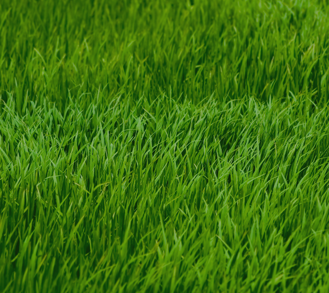 grass